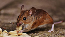 24 Hour & Emergency Exterminators in Drumore, PA